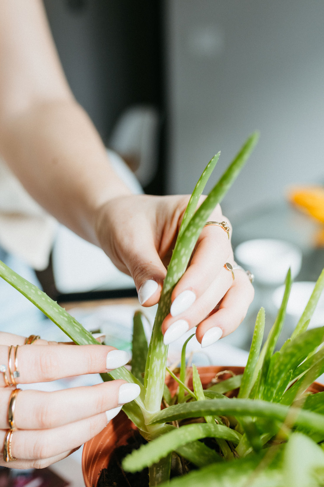 Aloe Vera for Scalp/Hair Health...Internal and External Uses!